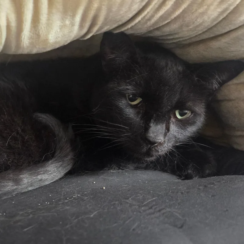 A senior large-sized male Black American Shorthair cat named Simon for adoption in San Jacinto, CA