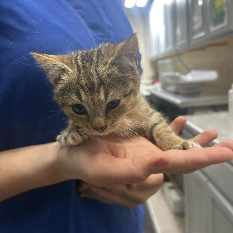 A baby small-sized female Black Domestic Short Hair cat named Izzy for adoption in Lewisburg, WV