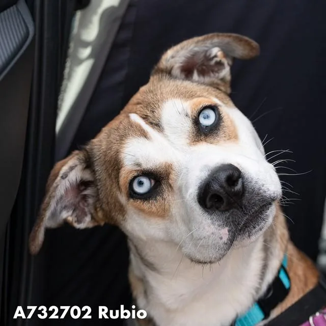 Rubio