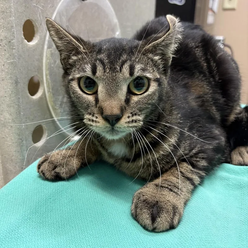 An adult small-sized female Brown / Chocolate Domestic Medium Hair cat named Working Cat Cleo for adoption in Tacoma, WA