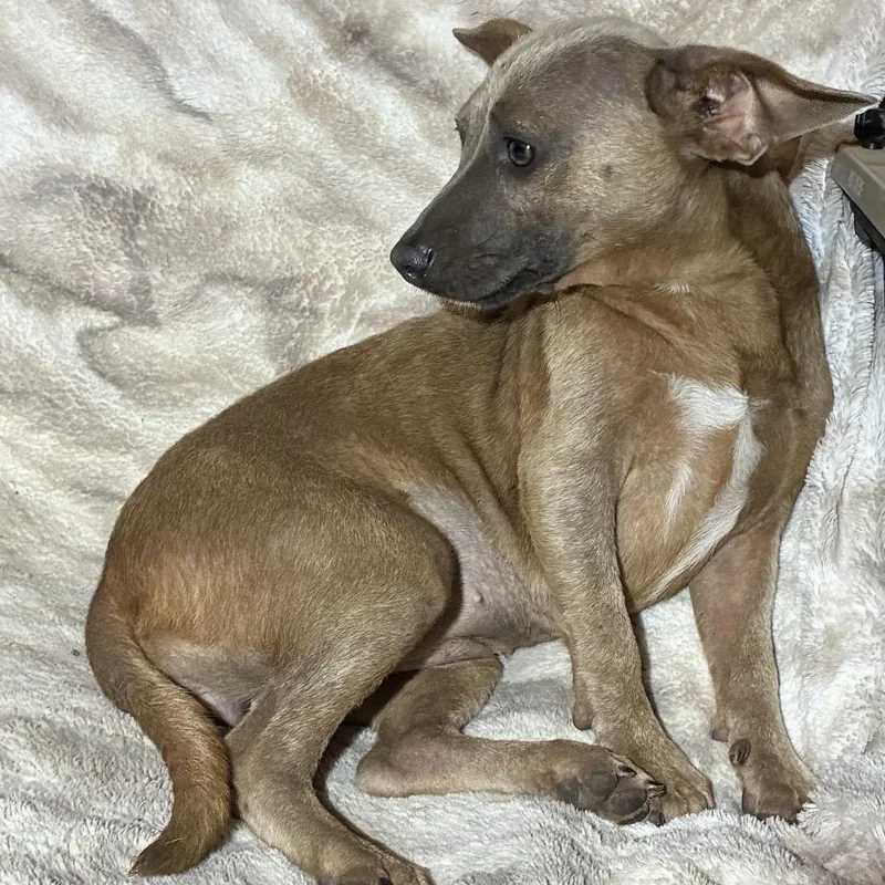 A young small-sized female Yellow / Tan / Blond / Fawn Chihuahua dog named Georgina for adoption in Pelham, NH