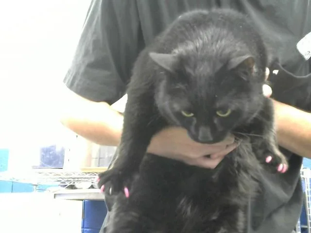 An adult extra large-sized female Domestic Short Hair cat named Gummie Bear for adoption in Albuquerque, NM