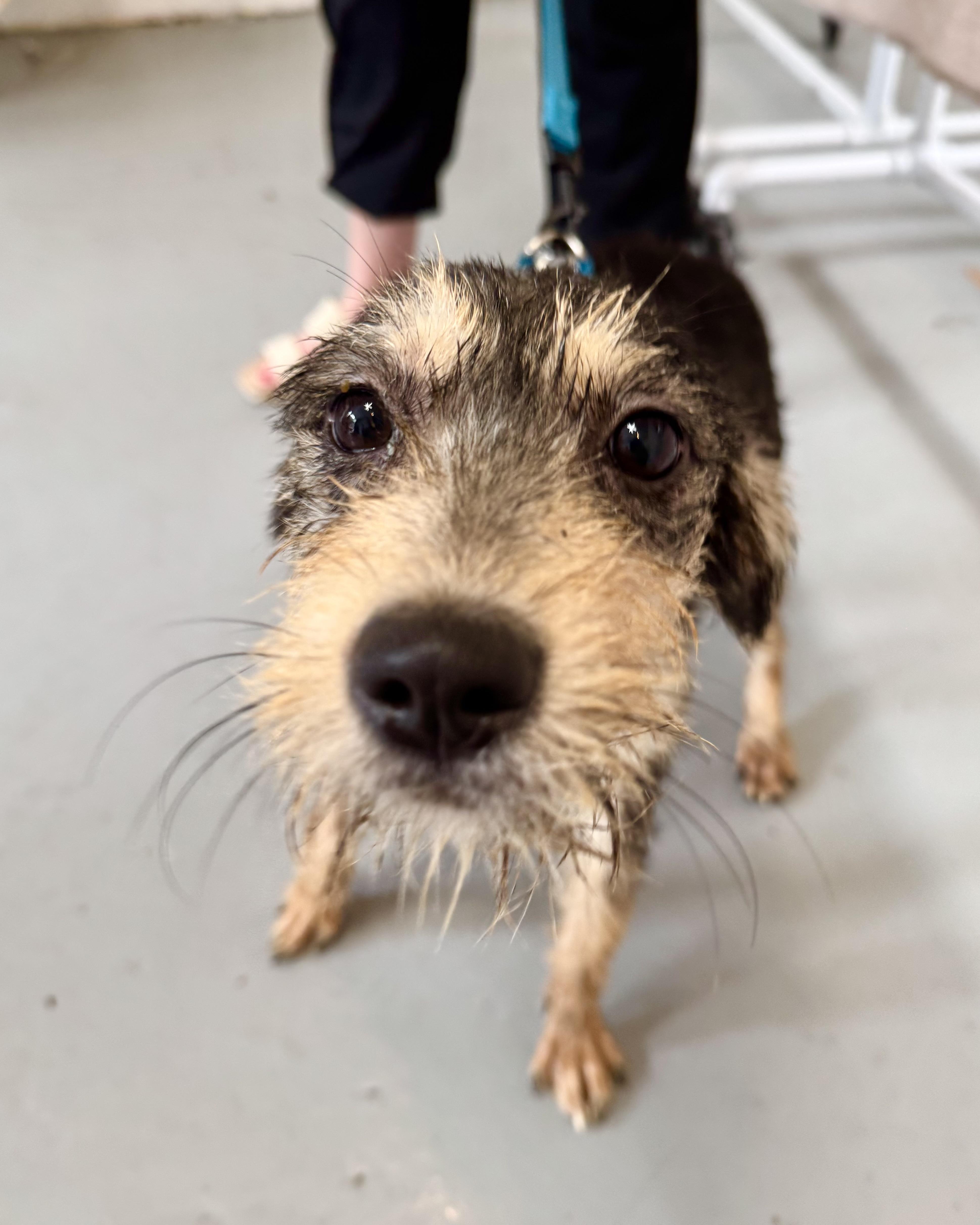 A young small-sized female Black Wirehaired Terrier dog named Chungking Express for adoption in New York, NY
