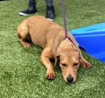 Sandylab Girl With Soft