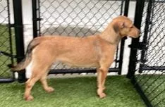 Sandylab Girl With Soft thumbnail 3