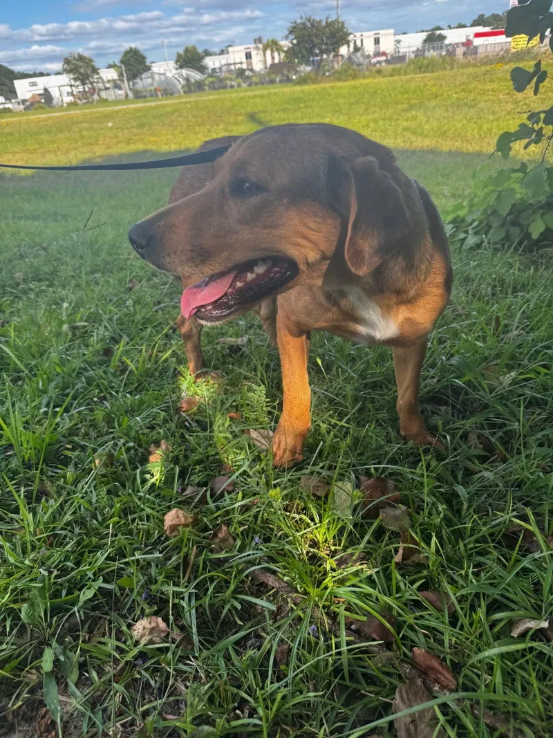 Sandylab Girl With Soft thumbnail 4