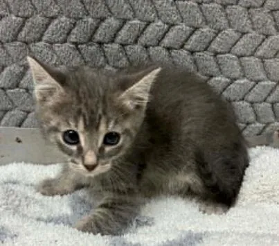 A baby small-sized male Domestic Short Hair cat named Steve for adoption in Lampasas, TX