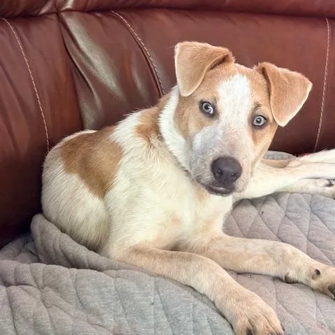 A young medium-sized female Labrador Retriever dog named Sienna for adoption in Mokena, IL