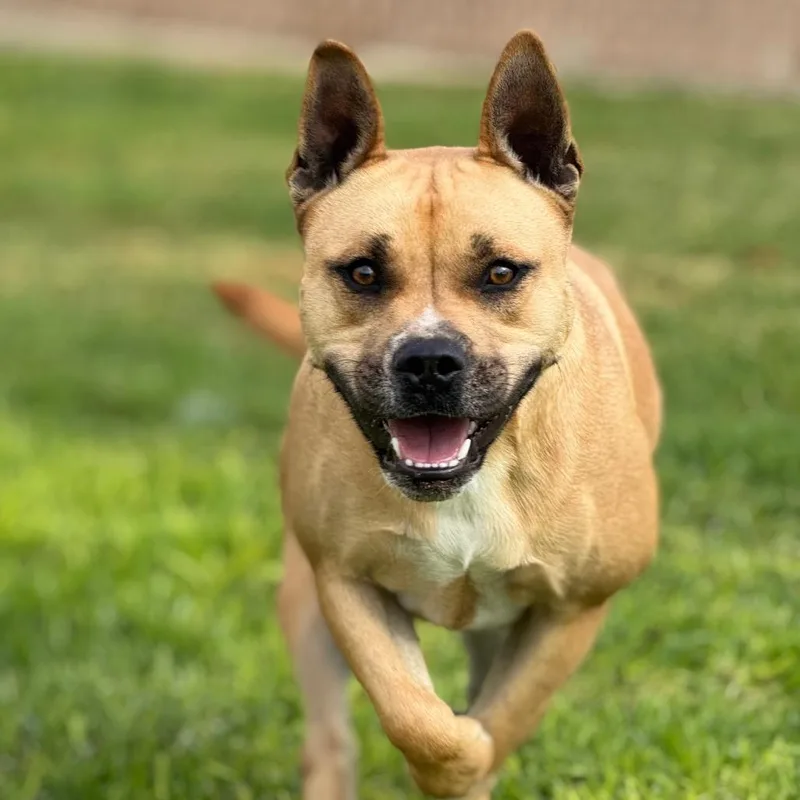 A young medium-sized female Brown / Chocolate French Bulldog dog named Daisy for adoption in Santa Barbara, CA