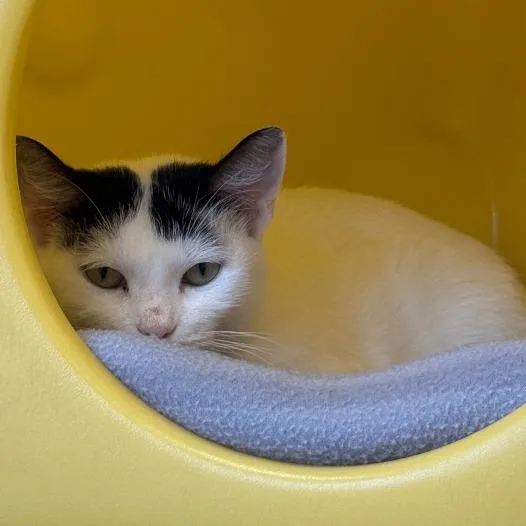 An adult small-sized female Black Domestic Short Hair cat named Teala for adoption in Waukesha, WI