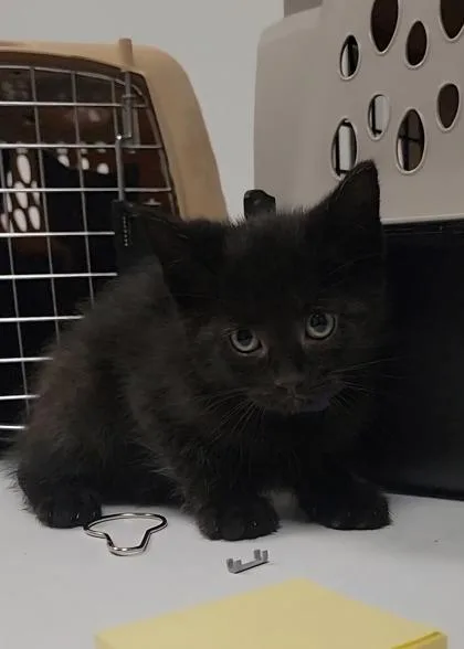 A baby medium-sized male Domestic Short Hair cat named Campfire for adoption in Elmira, NY