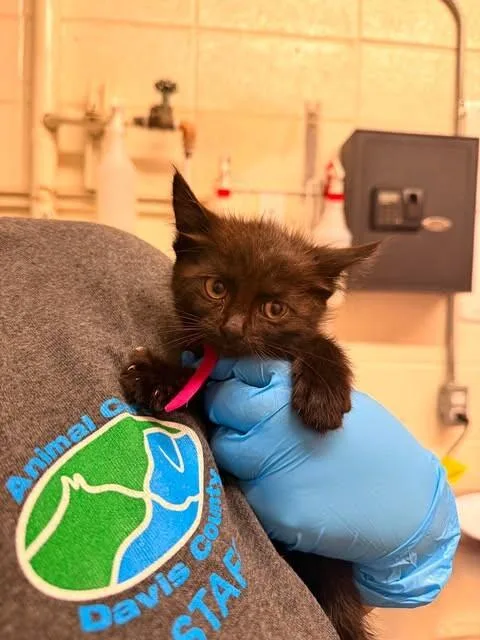 A baby medium-sized female Black Domestic Short Hair cat named Radiance for adoption in Fruit Heights, UT