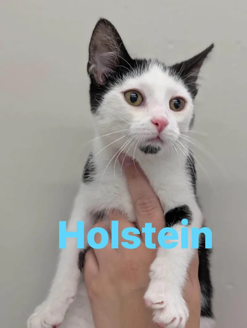 A young medium-sized male Domestic Short Hair cat named Holstein for adoption in Cowlesville, NY
