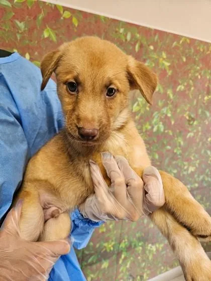 A young small-sized male Shepherd dog named Zubat for adoption in San Antonio, TX