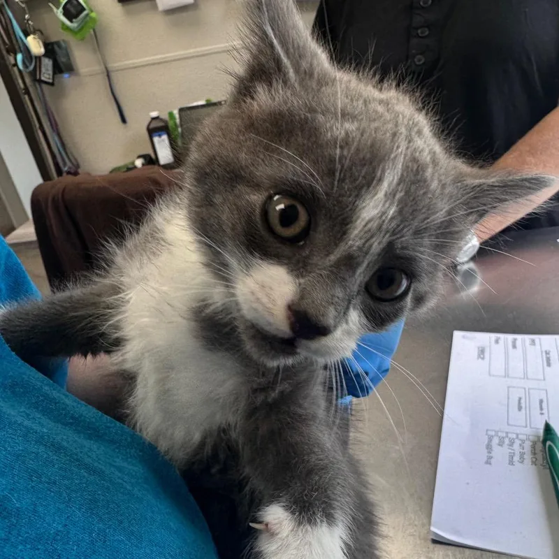 A baby small-sized male Gray / Blue / Silver Domestic Short Hair cat named Route  Dr. Pepper for adoption in Columbiana, AL
