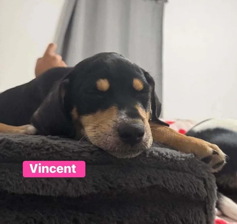 Vincent thumbnail 4