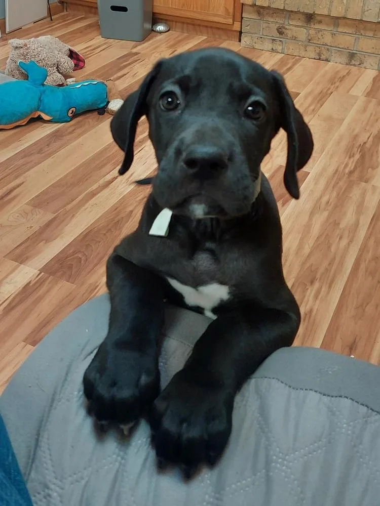 Goliath