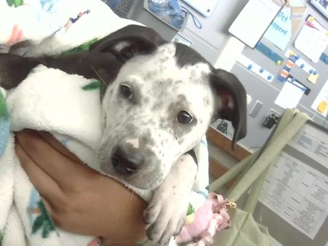 A baby large-sized female Mixed Breed dog named Mcflurry for adoption in Dallas, TX