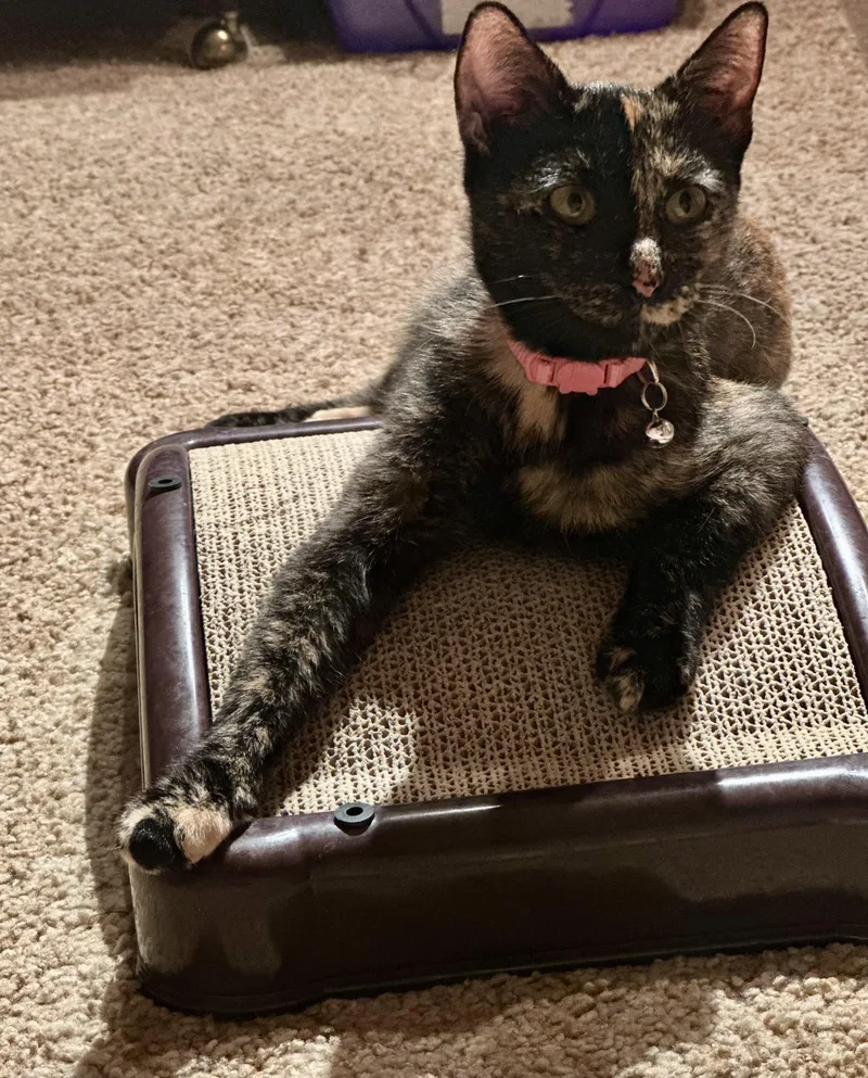An adult medium-sized female Tortoiseshell Domestic Short Hair cat named Chai for adoption in Parsippany, NJ