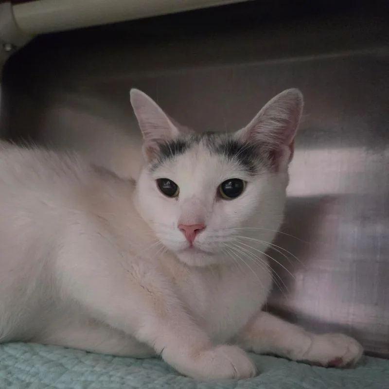 A young medium-sized female White Domestic Short Hair cat named Tarot for adoption in Kennebunk, ME