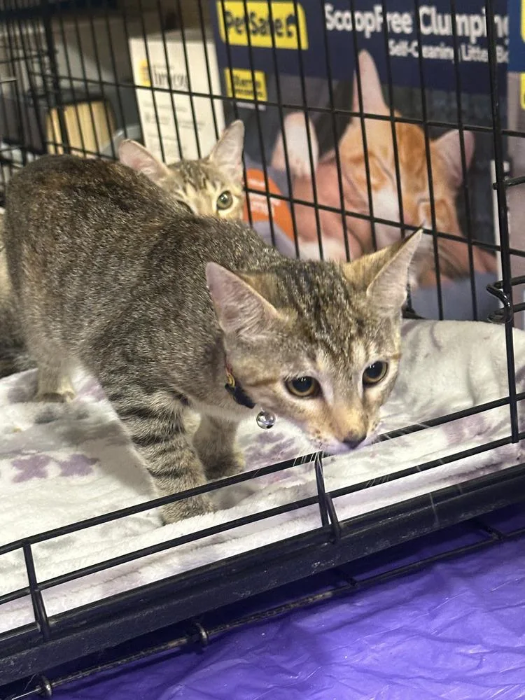 A baby small-sized female Tabby cat named Lovey for adoption in Orlando, FL