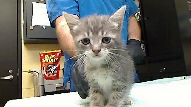 A baby medium-sized female Domestic Short Hair cat named Skuld for adoption in Cookeville, TN
