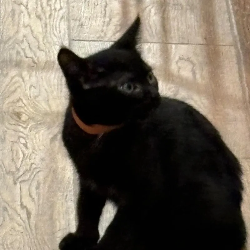 A baby medium-sized female Black Domestic Short Hair cat named Sable for adoption in Beaufort, SC