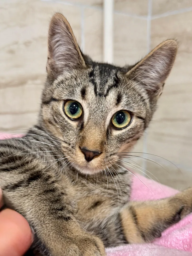 A baby medium-sized male Tabby (Brown / Chocolate) Domestic Short Hair cat named Winston for adoption in Manhasset, NY