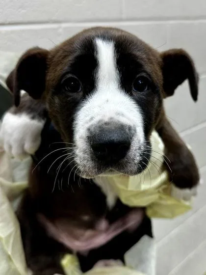 Bella