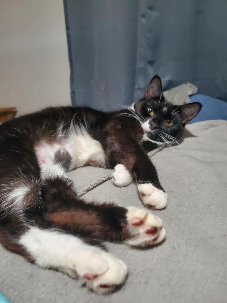An adult medium-sized female Domestic Short Hair cat named Soup for adoption in Gorham, ME