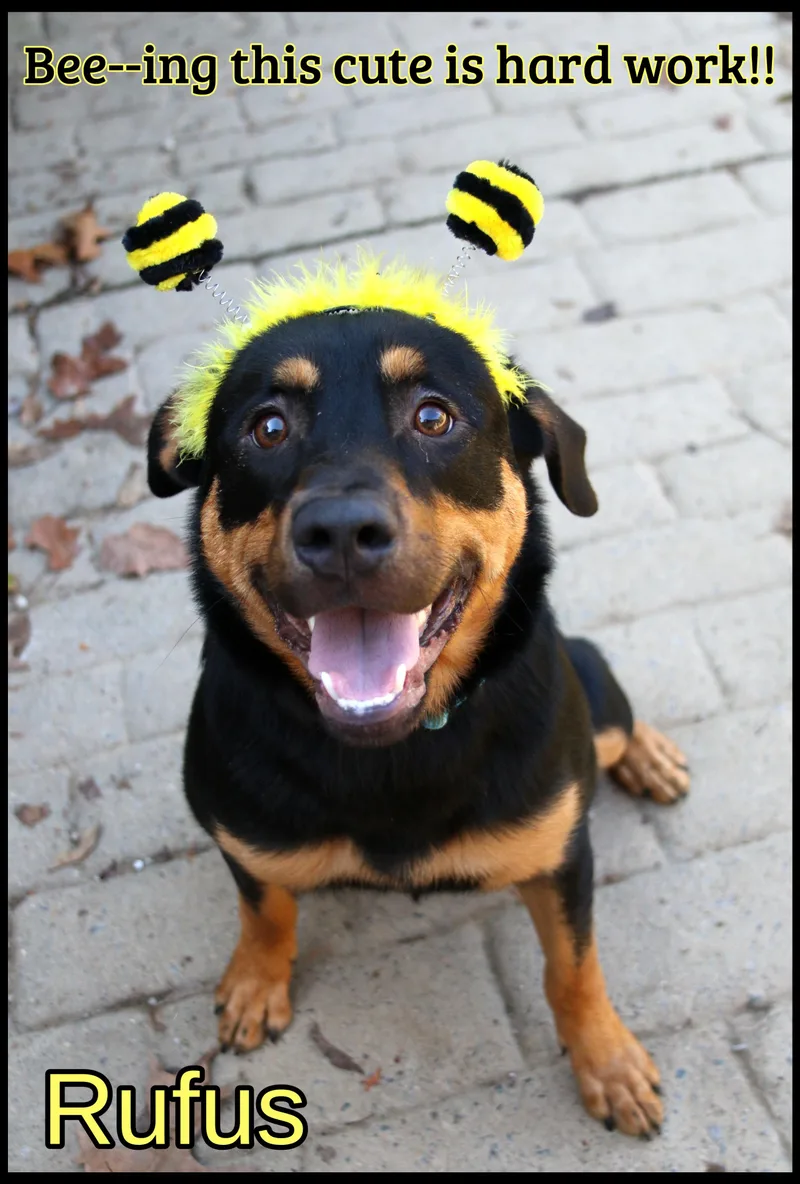 A young medium-sized male Rottweiler dog named Rufus for adoption in Shippenville, PA
