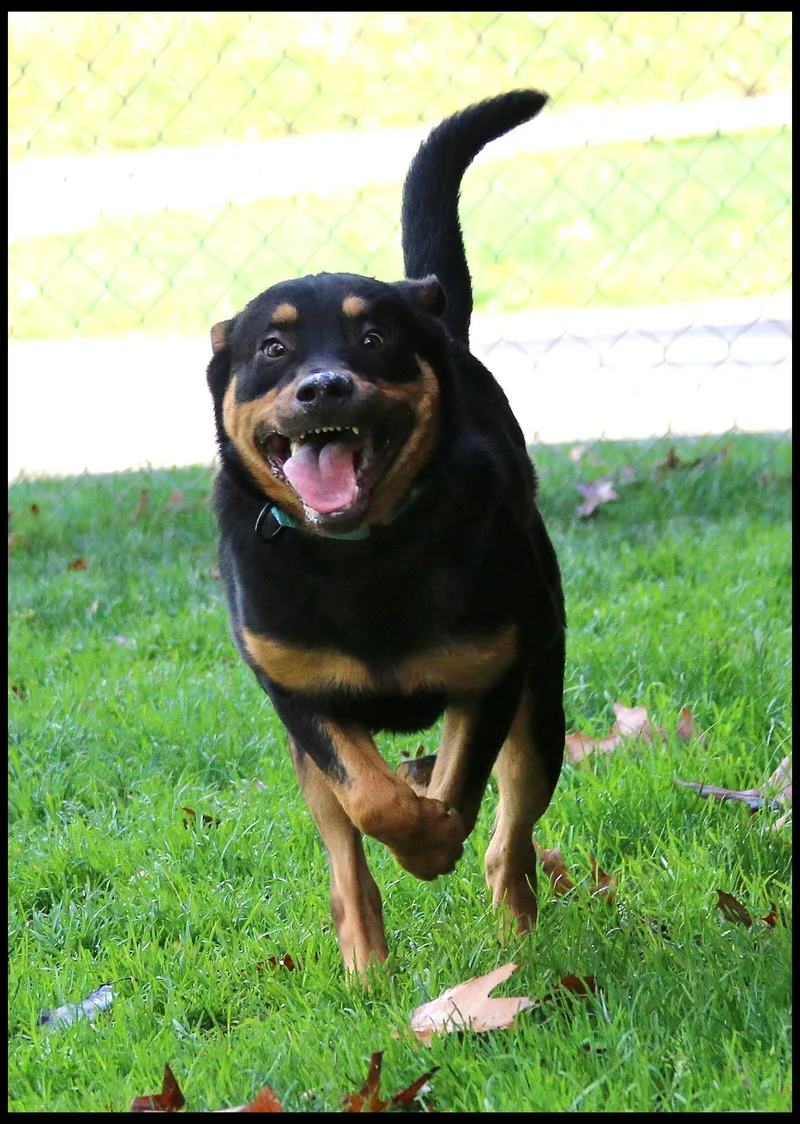 Rufus thumbnail 2