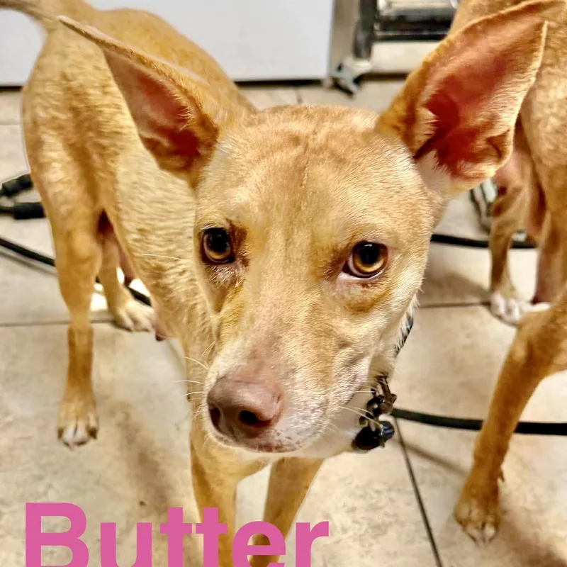 An adult small-sized female Yellow / Tan / Blond / Fawn Chihuahua dog named Butter for adoption in Austin, TX