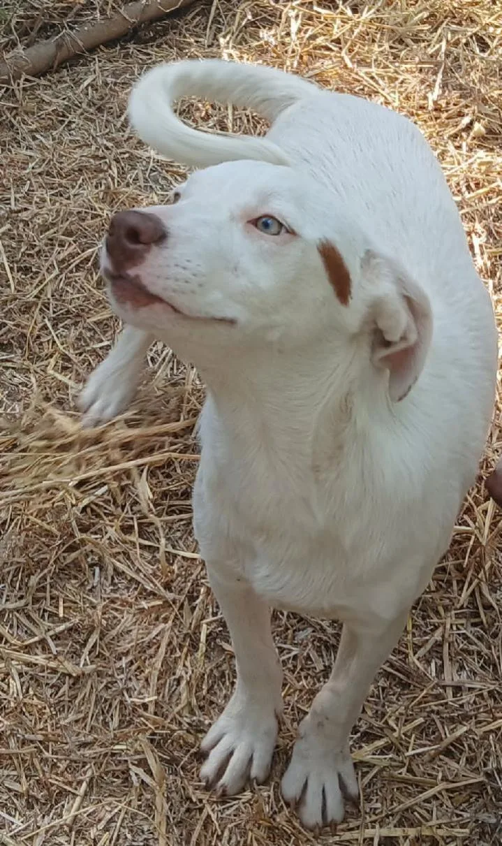Gus