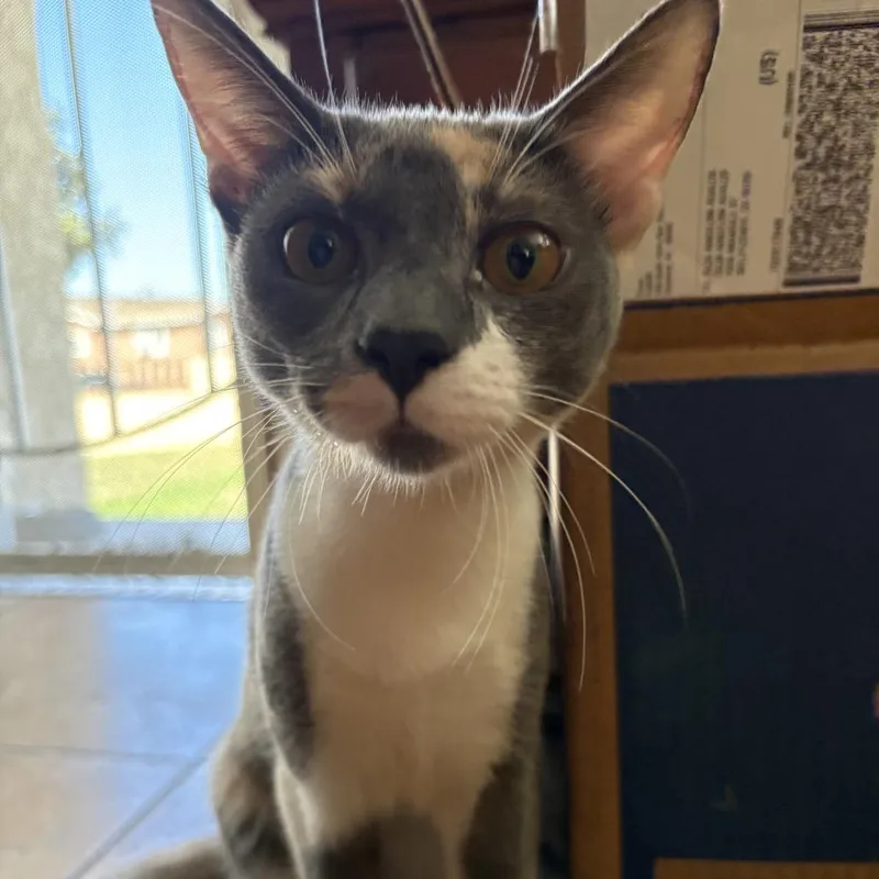 A young medium-sized female Calico Domestic Short Hair cat named Cleo for adoption in Long Beach, CA