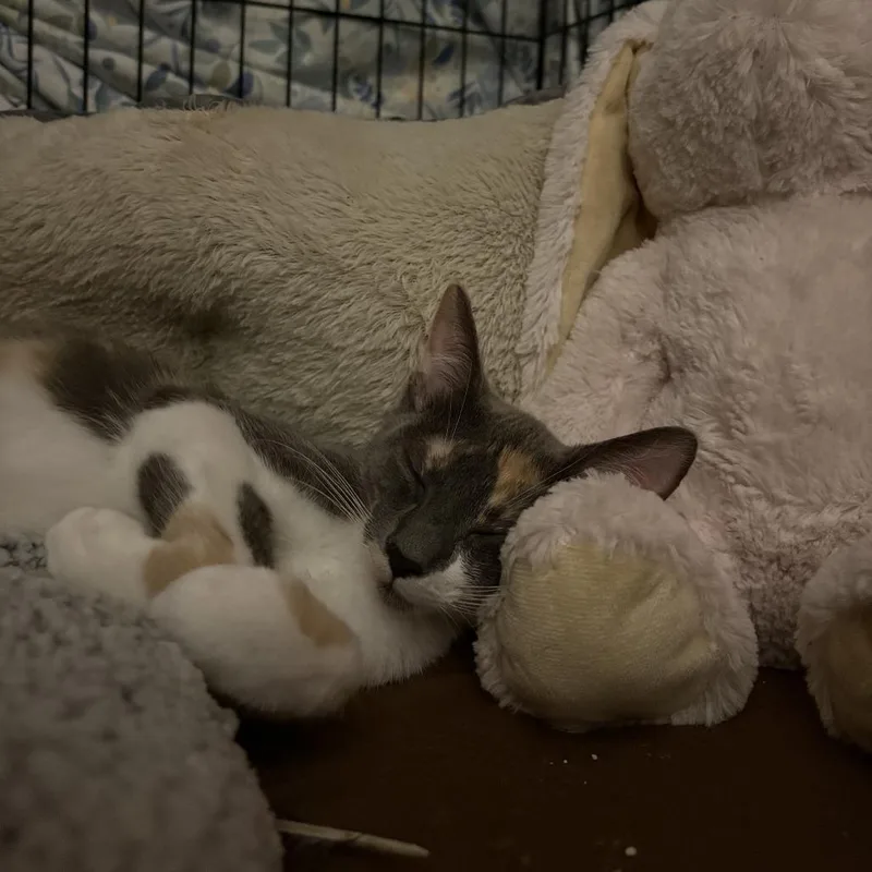 Cleo thumbnail 2