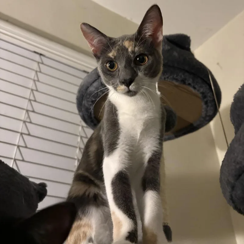 Cleo thumbnail 3