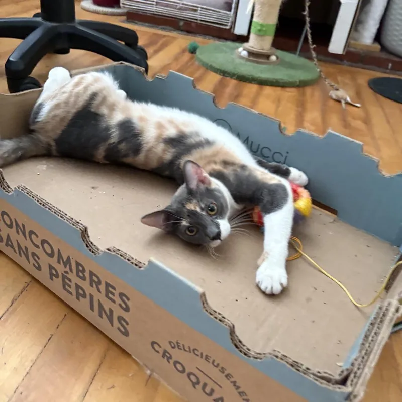Cleo thumbnail 4