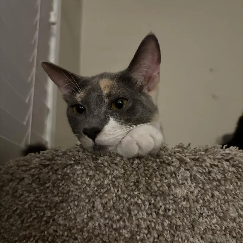 Cleo thumbnail 5
