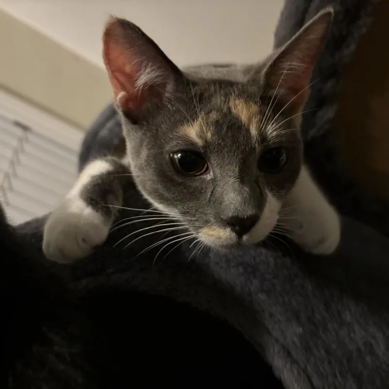 Cleo thumbnail 6