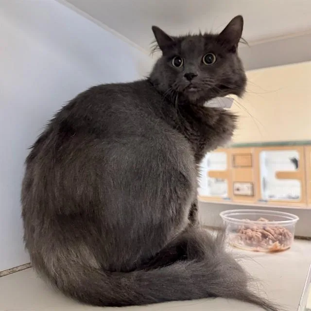 A young small-sized female Domestic Short Hair cat named Aire for adoption in Riverside, CA