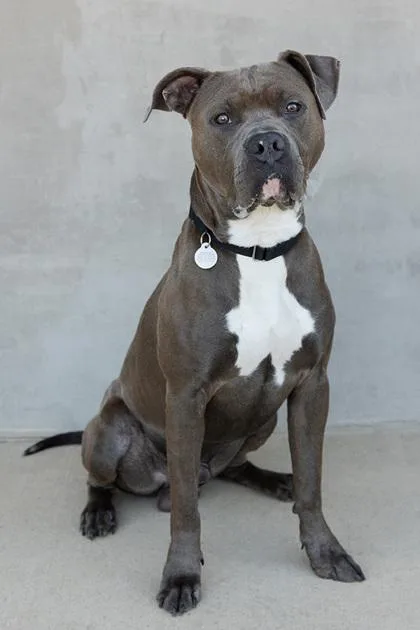 An adult medium-sized male Mixed Breed dog named Bruno for adoption in Longmont, CO