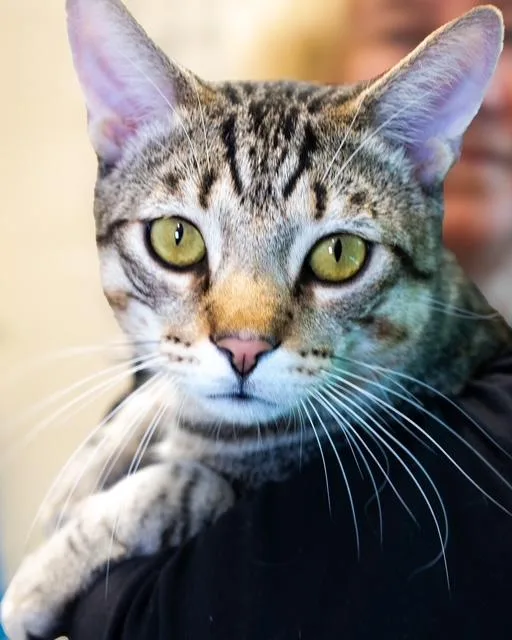 A young medium-sized male Domestic Short Hair cat named Nickel Fiv+ for adoption in Boston, MA