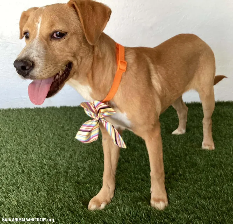 A baby medium-sized female Yellow / Tan / Blond / Fawn Labrador Retriever dog named Marley for adoption in San Diego, CA