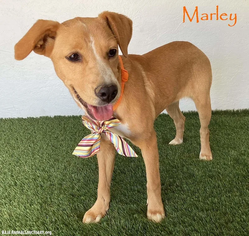 Marley thumbnail 4
