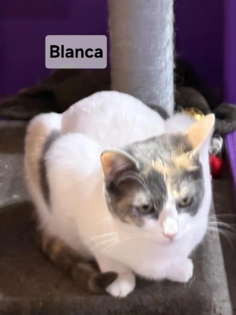 Blanca thumbnail 4