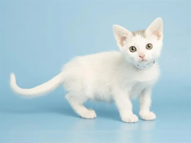 A baby small-sized male Domestic Short Hair cat named Jude for adoption in Phoenix, AZ