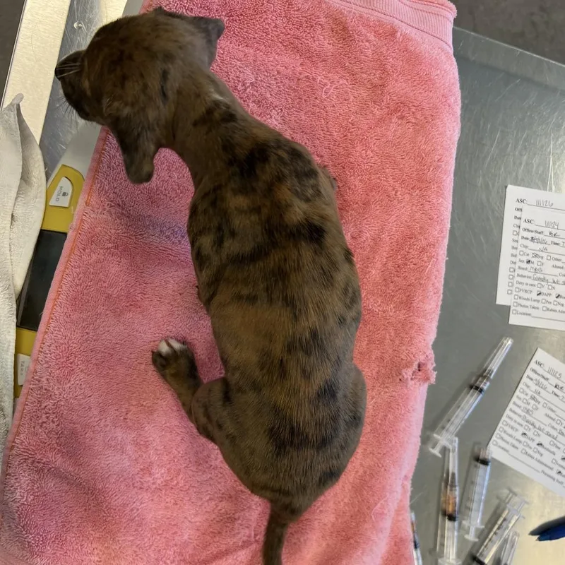 A baby small-sized female Brindle Mixed Breed dog named Mj for adoption in Las Cruces, NM