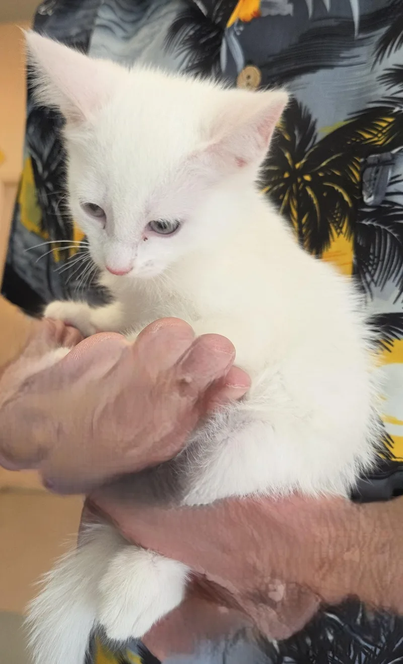 A young medium-sized male White Domestic Short Hair cat named Winter for adoption in Mesquite, NV