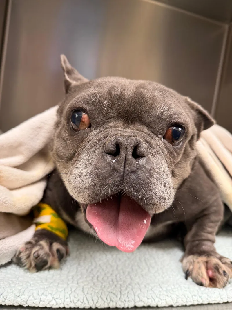 An adult medium-sized female Gray / Blue / Silver French Bulldog dog named Blossom for adoption in Eugene, OR